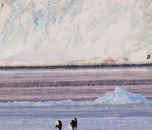 Three emperor penguins standing on the sea ice in front of a glacier and sunset