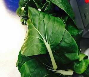 A pile of bok choy leaves