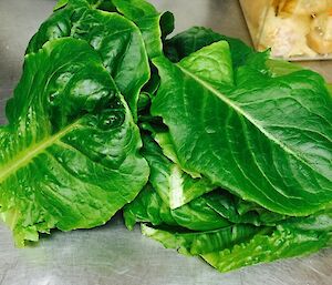 A pile of cos lettuce