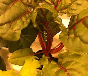 Rhubarb plant growing under light