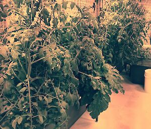 Tomato plants growing under lights