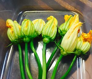 Seven zucchini flowers