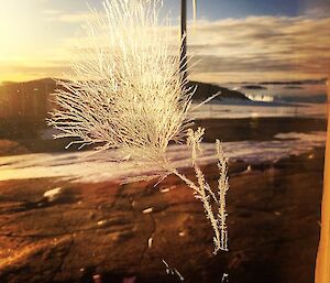 An ice crystal that looks like a fern on the glass