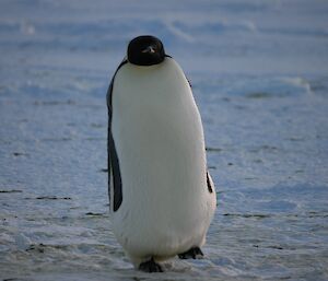 A penguin standing on one foot