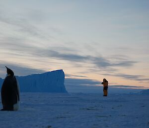 A penguin and a person in the distance looking the wrongg way