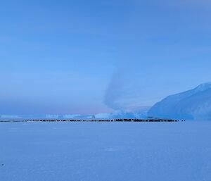 A large group of penguins about 1km away infront of a ice cliff