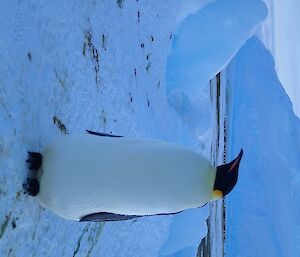 An emperor penguin with ice bergs in the background
