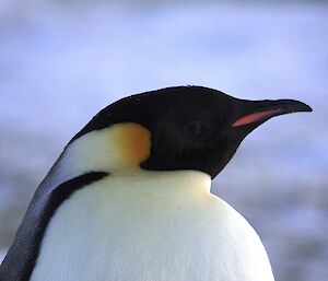 a close up of an emperor penguins head
