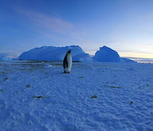 A emperor penguin in front of an iceberg