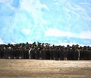 a group of penguins in front of an ice cliff