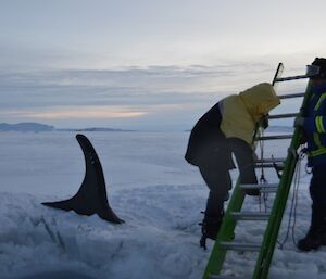 a fake killer whale fin behind two expeditioners
