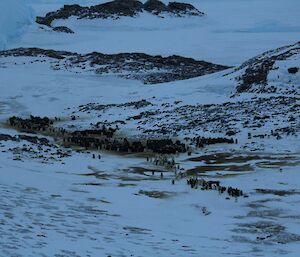 A group of Emperor penguins in a valley