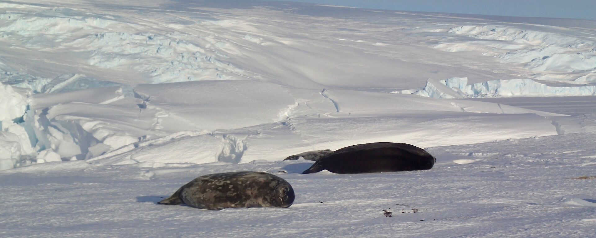 2x large seals laying on the sea ice