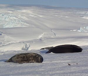 2x large seals laying on the sea ice