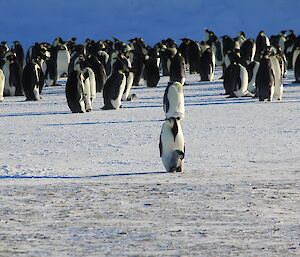 multiple Emperor penguins with chicks standing in a group