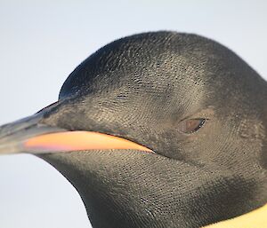 A close up of the Emperor penguins