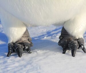 Two Emperor Penguin feet in close up