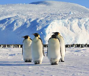 four curious penguins who have wandered over to say hello