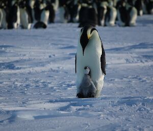 A adult Emperor penguin with a small grey chick balanced on its feet