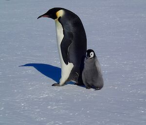 An emperor chick walking across the ice very closely to an adult emperor penguin
