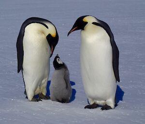 A penguin chick between two adults looking up as the parents look down