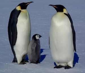 A penguin chick covered in fluffy grey down between two adults