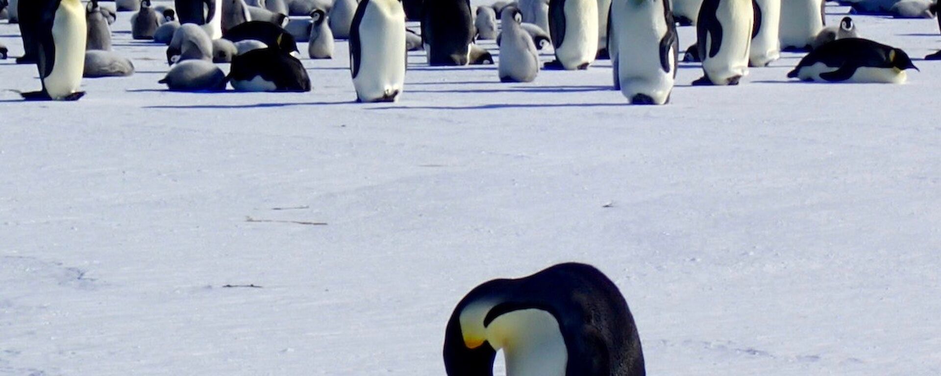 A group of penguins with an adult and chick in the foreground