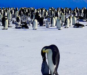 A group of penguins with an adult and chick in the foreground