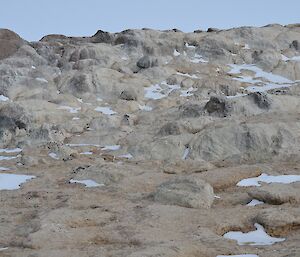 a penguin nesting site that is closest to the water