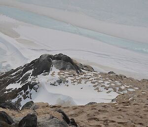 A rocky hillside with lots of indentations were the penguins nest