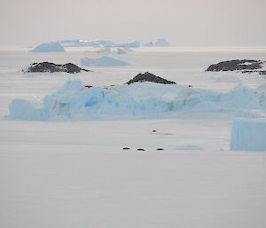 sea ice interspersed with small islands and icebergs