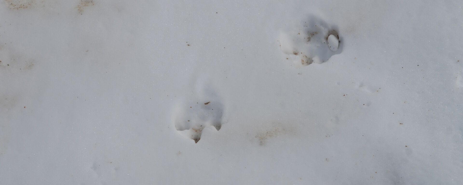 penguin foot prints in the snow