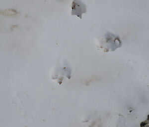 penguin foot prints in the snow