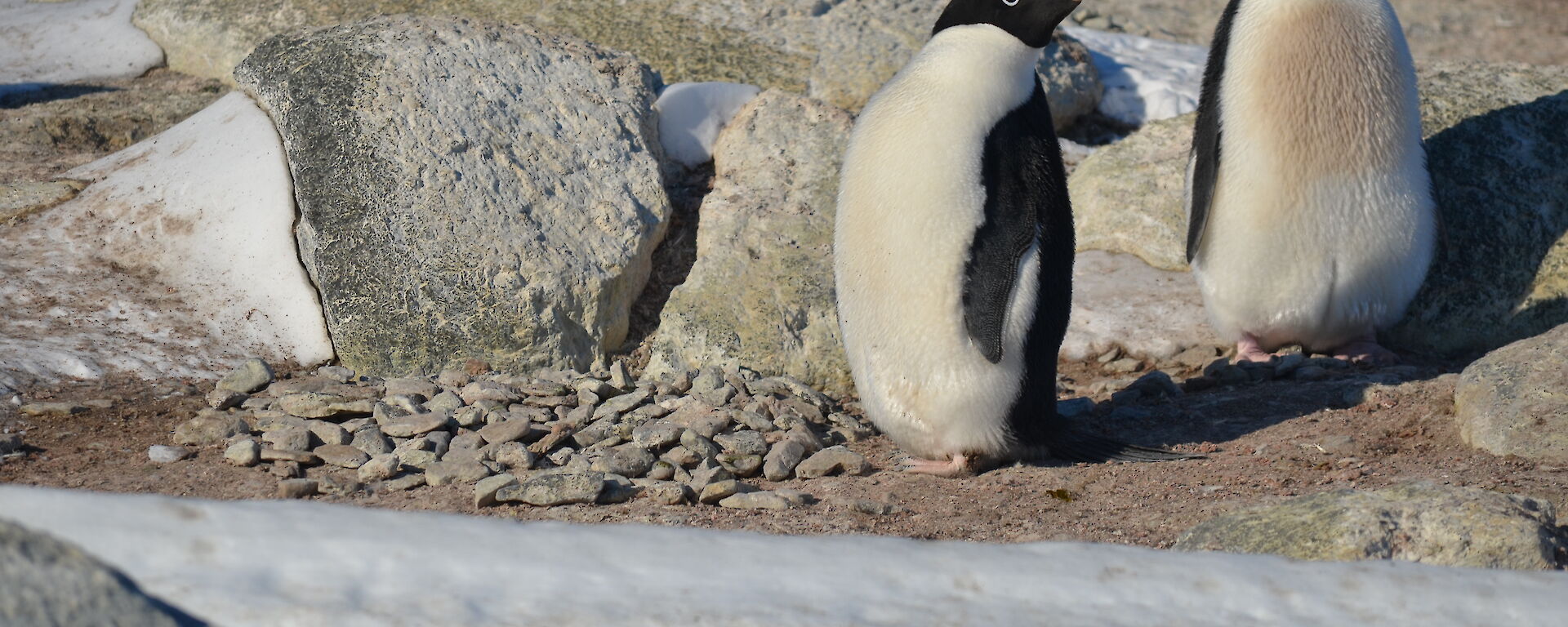 Two Adélie penguins standing next to a small pile of rocks