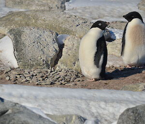 Two Adélie penguins standing next to a small pile of rocks