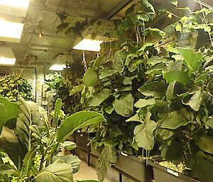 A line of plastic bins with plants growing in them