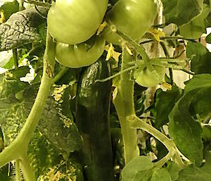 A bunch of green tomatoes