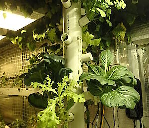 a upright planter with lettuce and Bok Choy