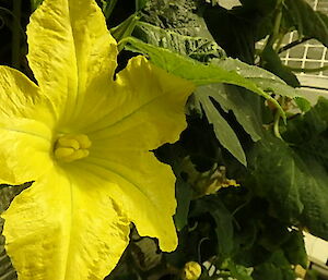 A zucchini flower