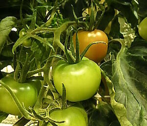 A bunch of tomatoes that are just turning red