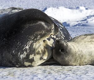 A seal pup and Mum on the sea ice