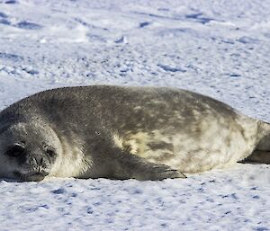 A seal pup on the sea ice