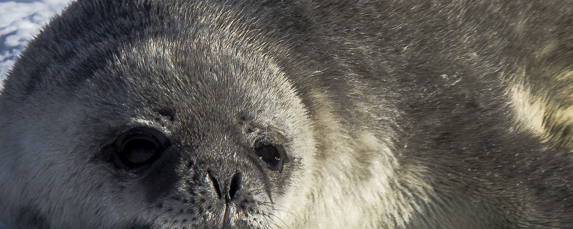 A close up of a seal pup looking content