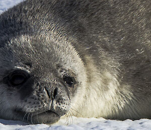 A close up of a seal pup looking content