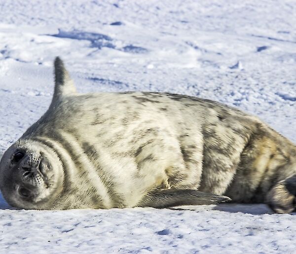 A baby seal lying on the sea ice