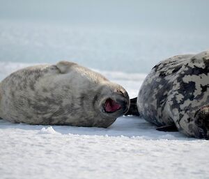 A seal pup yawning next to their mother