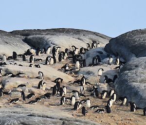 A group of about one hundred Adélie penguins