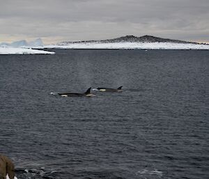 Two Orca’s swimming