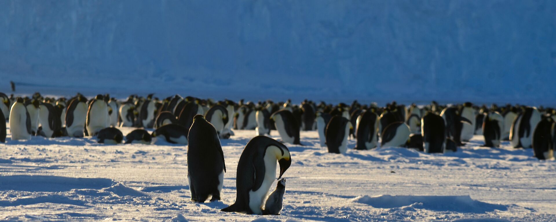 A colony of emperor penguins with a parent feeding a chick in the foreground