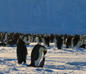 A colony of emperor penguins with a parent feeding a chick in the foreground